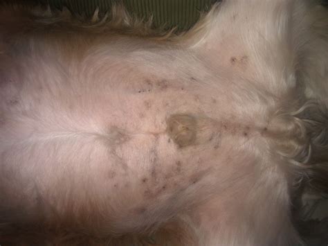 Black Spots On Dog S Belly And Chest Ask A Vet