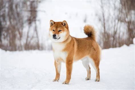 The 16 Best Cold Weather Dog Breeds For Winter Climates Daily Paws