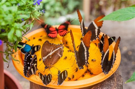 Using native plants will help reduce the need for. 9 Ways to Invite Butterflies into Your Garden - Crafty Morning
