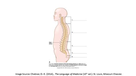 Diagram Of Backbone Anatomy Of The Spine And Back Some Of These