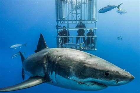 10 Great White Shark Facts Nautilus Adventures