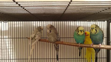 Budgerigars are also commonly known as budgies, parakeets and shell parakeets. Pet Budgies - Budgerigars - YouTube