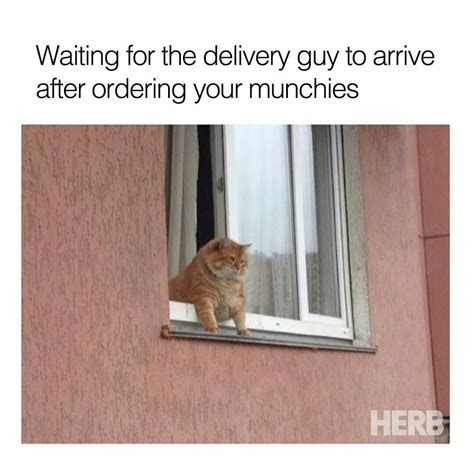 Waiting For The Delivery Guy Funny Animal Pictures Best Funny