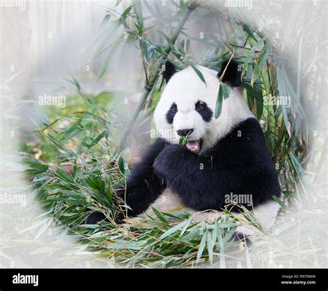 Hungry Giant Panda Bear Eating Bamboo Stock Photo Alamy