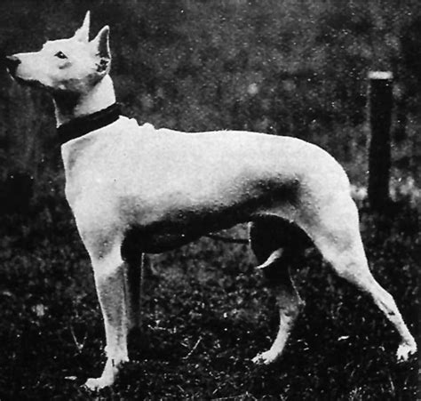 Uncovering The Mystery Of The Extinct English White Terrier