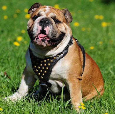 These can be distinguished by their thick padding, and bright fluorescent yellow, green, white, blue and orange colourways. Exclusive Leather British Bulldog Harness for Walking [H15 ...