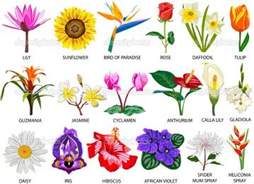 Why are flowers brightly colored? Parts of a plant | Science lessons and worksheets for children