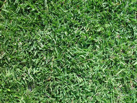 Does Buffalo Grass Make A Good Lawn Homeowner Do It Yourself Lawn