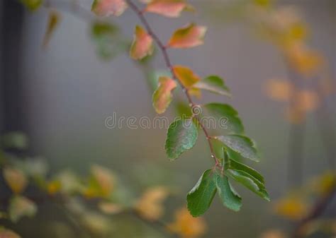 Branch With Yellow Green Autumn Leaves With Dew Drops On A Gray Blurred