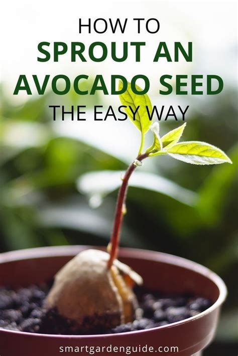 Check spelling or type a new query. Pin on Growing an avocado tree