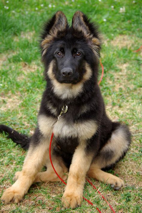 A german shepherd guard dog does these things, but also has the ability to attack and neutralize a threat. 55 Pics of Cutest German Shepherd Dog - Mojly