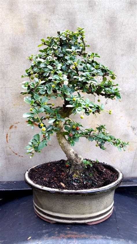 We did not find results for: 35+ Ideas For Fukien Tea Bonsai Leaf | Pink Wool