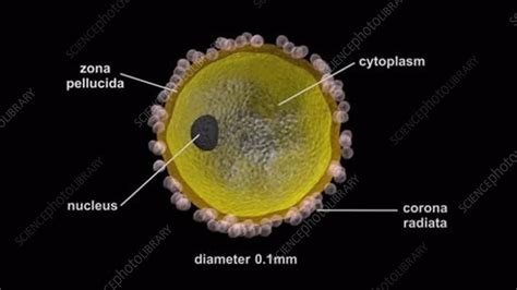 female and male sex cells animation stock video clip k005 5693 science photo library