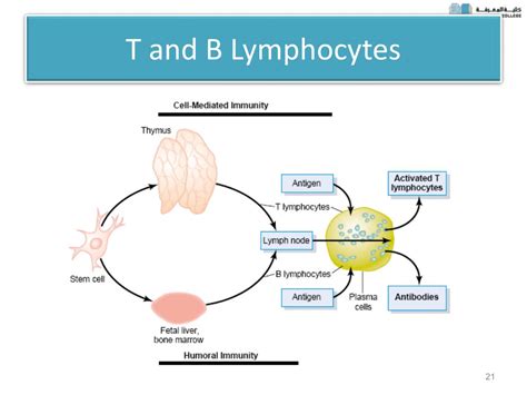 Ppt Immunity Powerpoint Presentation Free Download Id1413014