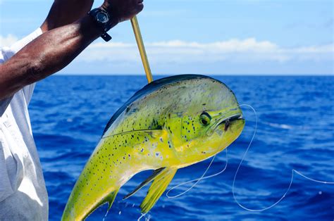 Fishing In The Cayman Islands Oasis Land Development