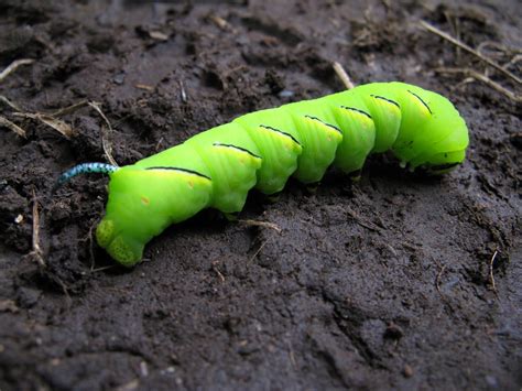Take a look at this amazing that caterpillar keeps chirping illusion. Green Red Caterpillar With Spike On Tail | Hot Girl HD ...