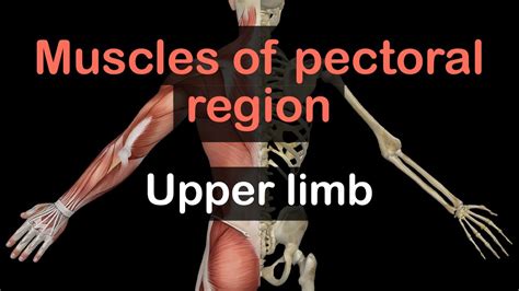 Upper Limb Muscles Of Pectoral Region And Axilla Youtube