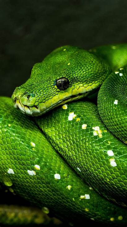 Snake Reptile Python Tree Reptiles Wallpapers Wildlife