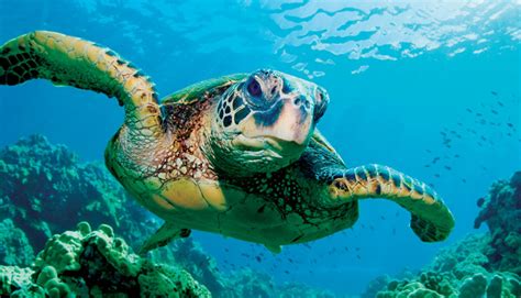 Protect Sea Turtles On World Turtle Day