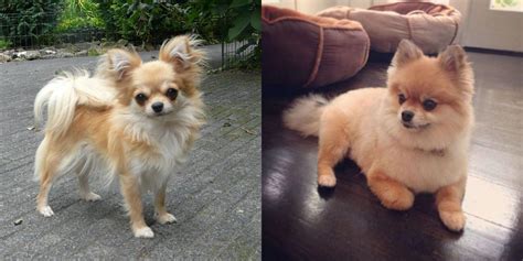 Pomeranian Vs Long Haired Chihuahua Breed Comparison