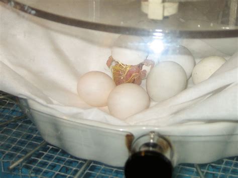 Incubator Chicks Eggs Free Chicken Coop Plans