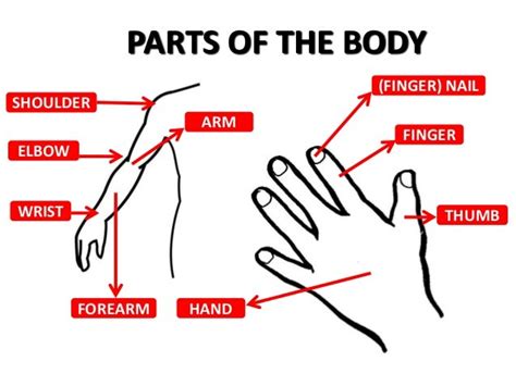 81 Parts Of The Arm Parts