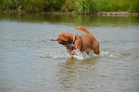 Free Images Water Play River Pet Action Playing Pets Outside