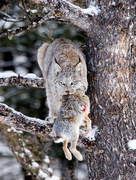 Snowshoe Hare And Lynx Relationship How Much Are Maine Coon Ny