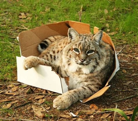 Lynx In A Box Rlynxes