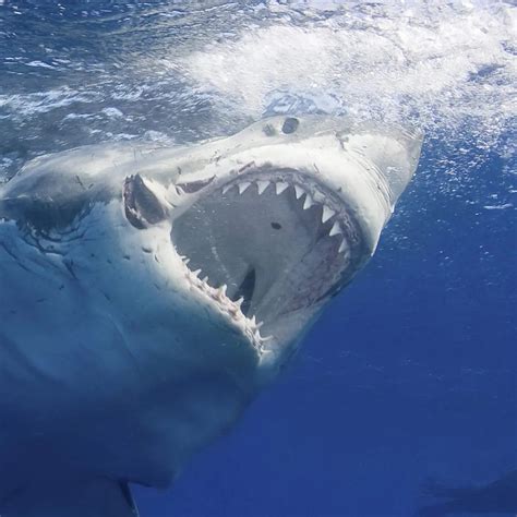 Top Tien Van De Dodelijkste Haaien Ter Wereld