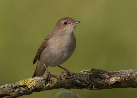 Common Nightingale By Steve Ashton Birdguides