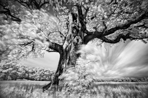 Long Exposure Infrared Photos Of Trees Petapixel