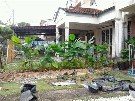 Tujuan utama membuat pagar ialah untuk menghalang kemasukan lembu lembu liar daripada menjadikan kawasan projek serai kami. Pokok pagaran suntik mood baru