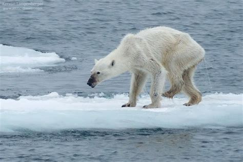 U Carstvu Polarnih Medveda Najtužniji Prizor Na Svetu Foto