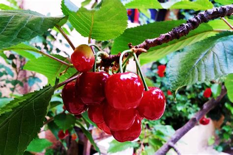 How To Grow Nanking Cherry Plantly