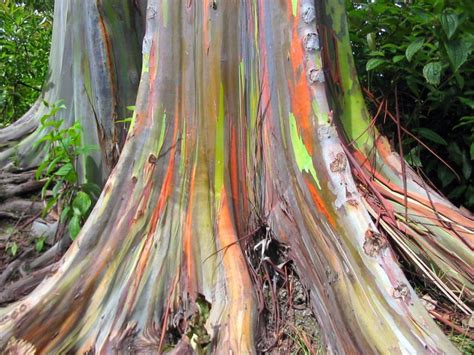 Living Rainbow Rainbow Eucalyptus Most Beautiful Tree Bark On Earth