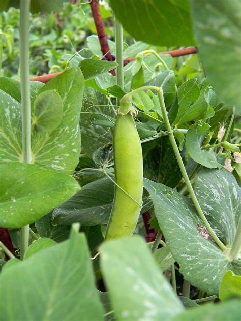 Everything You Possibly Could Want To Know About Growing Peas Off The