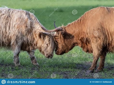 A Close Up Photo Of Two Highland Cows Stock Image Image Of Field