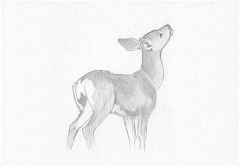 24 Free Deer Drawings And Designs Deer Drawing Drawings Animal Art