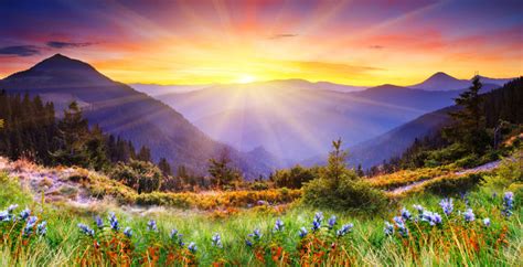 206368 Best Sunrise Flowers Images Stock Photos And Vectors Adobe Stock