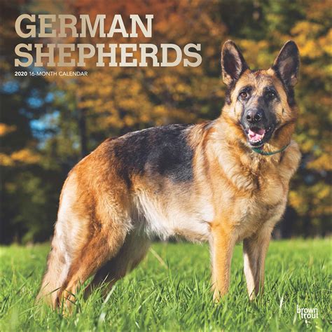 Fees for german shepherd dogs and puppies adopted from a gsd rescue vary but you can always find out by doing online research or by calling or emailing the gsd rescue organization for more information. German Shepherds Calendar 2020 at Calendar Club