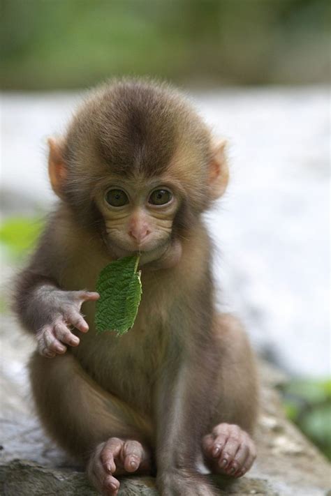 50 Cute And Adorable Baby Monkey Pictures