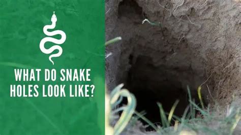 What Do Snake Holes Look Like Should You Get Rid Of Them