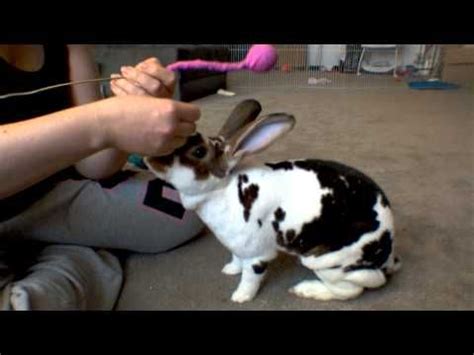 Teach your cat to high five with. Basics on Rabbit Clicker Training - YouTube (With images ...