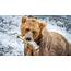 Fishing For Salmon With Alaska’s Brown Bears  YouTube