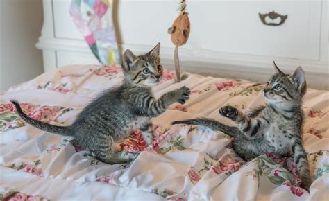 Free Images Animal Cute Pet Fur Kitten Gray Playing Eyes
