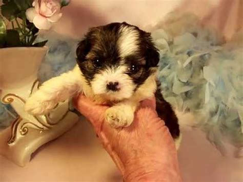 Shihpoos are small domestic crossbreeds of shih tzus and toy or mini poodles and blend the two breed's names. Shih-poo puppies for sale in Mississippi - YouTube