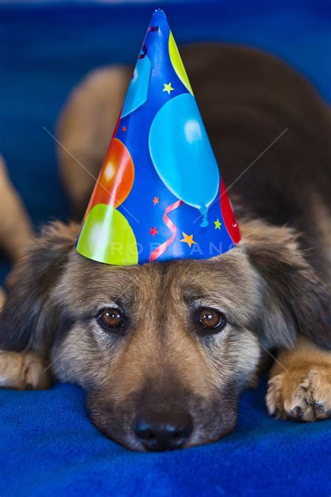 Dog Wearing A Birthday Hat Rob Lang Images