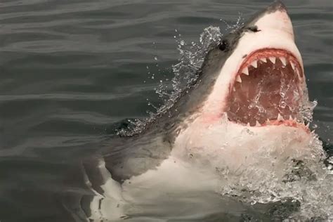 Great White Shark Facts For Kids Great White Shark Habitat And Diet