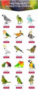 Pacific Parrotlet Color Mutation Chart Chart Bird And Blog